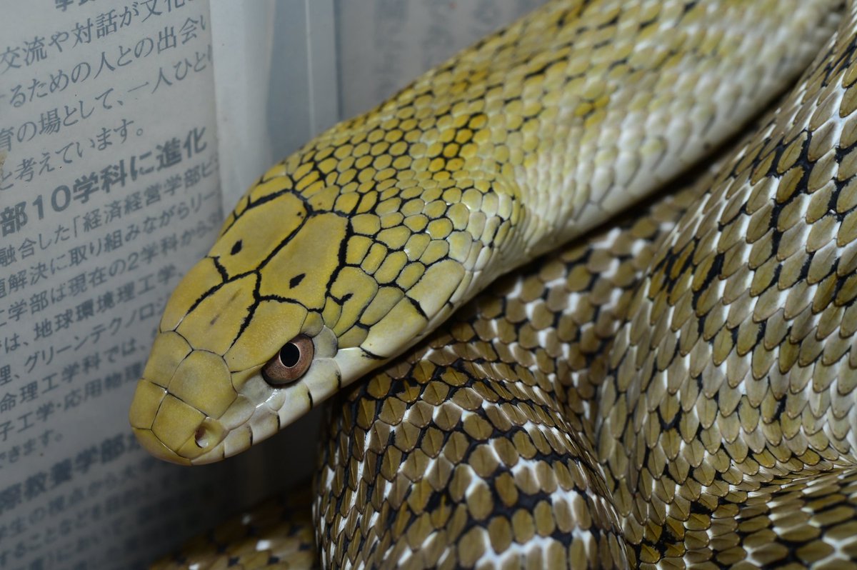 Lycomadara's tweet photo. 最近顔つきが鋭くなったんじゃねいかなと思う🐍 https://t.co/o0zodYAjto