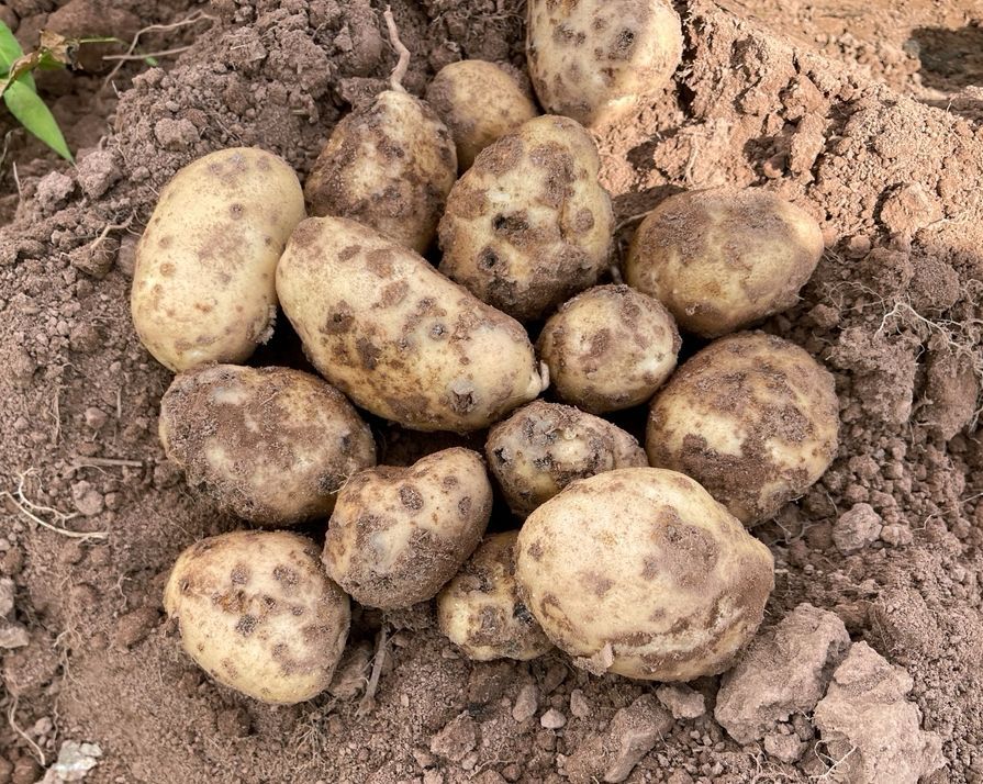 veg_plotter's tweet photo. Tired of rough, scabby spuds? 🥔 Prevent potato scab! Keep soil pH below 5.5 (add sulfur!), rotate crops, choose resistant varieties, skip fresh manure, &amp; water evenly for a flawless harvest. ✨

Grow guide: https://t.co/dss7dzroM1 #Gardening #GrowYourOwn https://t.co/LEjir4k3X0