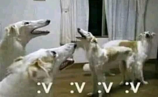 caninepoetry_'s tweet photo. https://t.co/xfVUyEeMvc