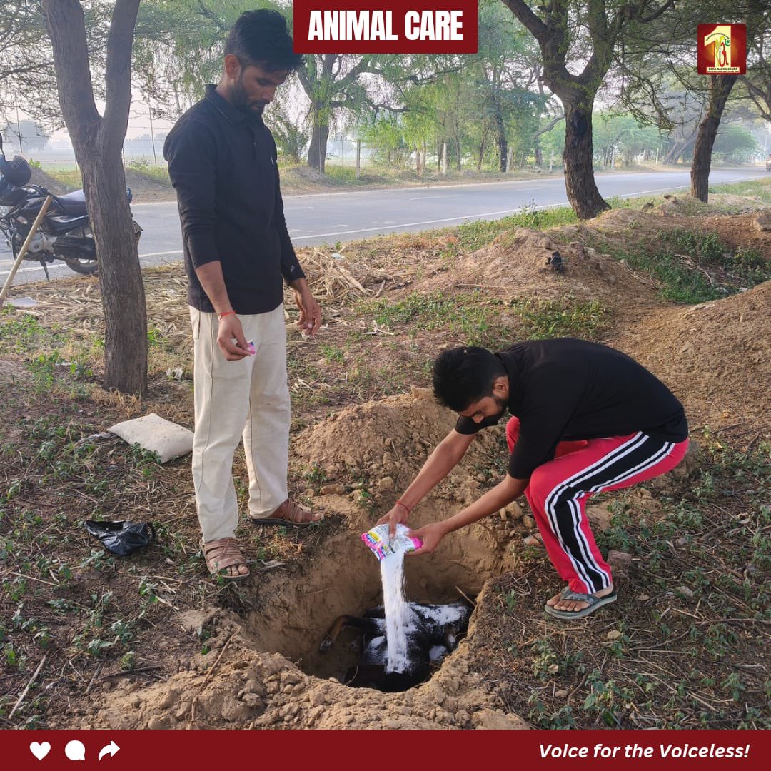 DSSNewsUpdates's tweet photo. इंसानियत की पहचान सिर्फ जीवित प्राणियों की सेवा से नहीं, बल्कि उनके जाने के बाद भी सम्मान देने से होती है। 🐾

पूज्य पिताजी Saint Dr. Gurmeet Ram Rahim Singh Ji Insan की पावन शिक्षाओं पर चलते हुए ब्लॉक दारेवाला के सेवादारों ने सड़क पर मृत पड़े एक बेजुबान कुत्ते को मिट्टी में दफनाकर इंसानियत और करुणा की सुंदर मिसाल पेश की।

जिस बेजुबान के दर्द को शब्द नहीं मिल सकते, उसके प्रति ऐसा सम्मान दिखाना भी सच्ची मानवता है।

हर जीव के प्रति दया, प्रेम और सम्मान — यही सच्ची इंसानियत का संदेश है।

[Animal Welfare, Compassion For Animals, Dera Sacha Sauda, Saint Dr MSG, Humanity First, Serving Humanity, Kindness Matters, Selfless Service, Animal Care, ram rahim, baba ram rahim, gurmeet ram rahim singh]