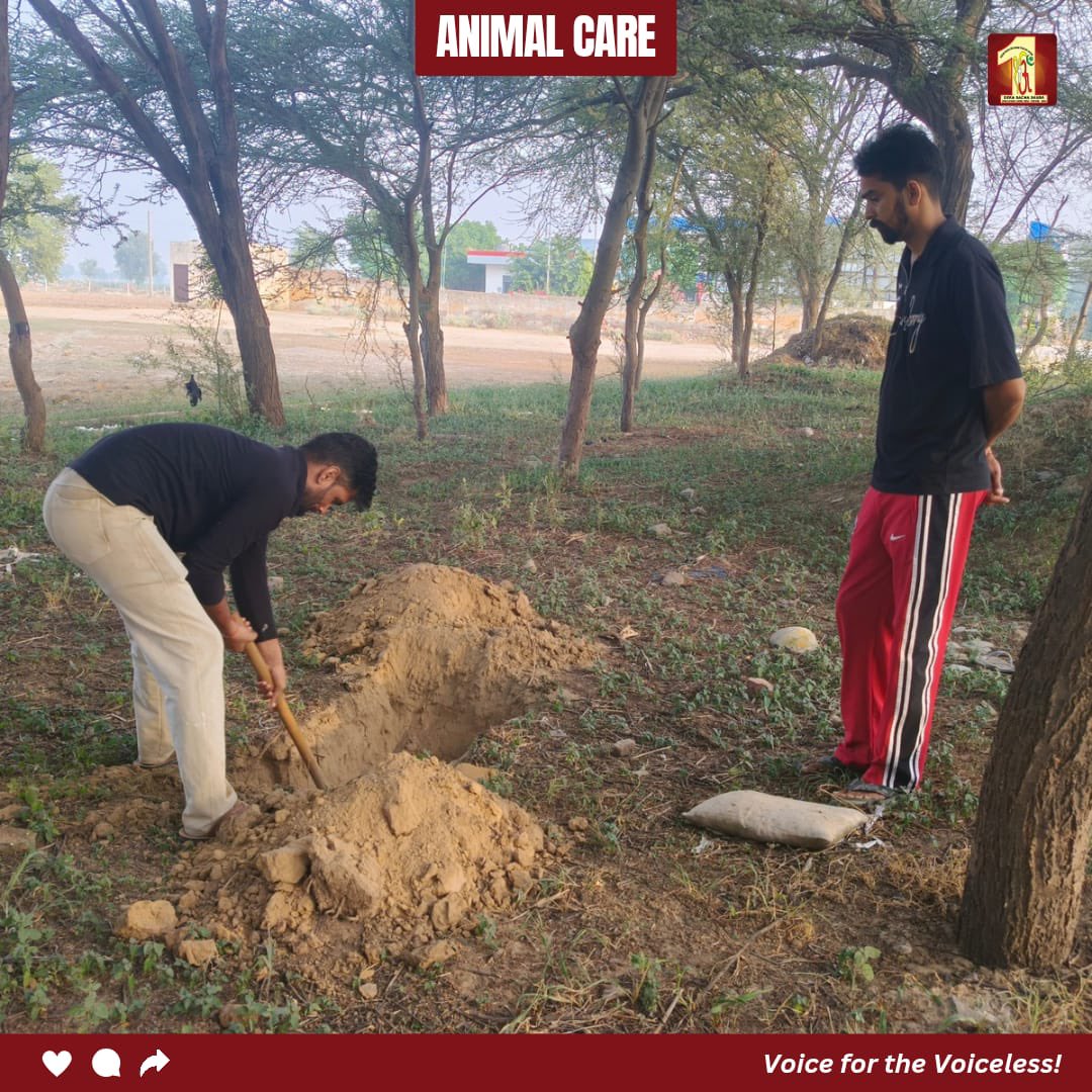 DSSNewsUpdates's tweet photo. इंसानियत की पहचान सिर्फ जीवित प्राणियों की सेवा से नहीं, बल्कि उनके जाने के बाद भी सम्मान देने से होती है। 🐾

पूज्य पिताजी Saint Dr. Gurmeet Ram Rahim Singh Ji Insan की पावन शिक्षाओं पर चलते हुए ब्लॉक दारेवाला के सेवादारों ने सड़क पर मृत पड़े एक बेजुबान कुत्ते को मिट्टी में दफनाकर इंसानियत और करुणा की सुंदर मिसाल पेश की।

जिस बेजुबान के दर्द को शब्द नहीं मिल सकते, उसके प्रति ऐसा सम्मान दिखाना भी सच्ची मानवता है।

हर जीव के प्रति दया, प्रेम और सम्मान — यही सच्ची इंसानियत का संदेश है।

[Animal Welfare, Compassion For Animals, Dera Sacha Sauda, Saint Dr MSG, Humanity First, Serving Humanity, Kindness Matters, Selfless Service, Animal Care, ram rahim, baba ram rahim, gurmeet ram rahim singh]