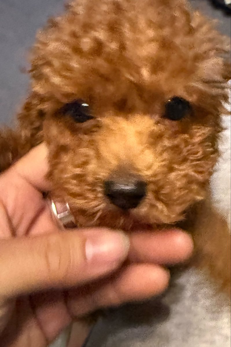 HELLO_MY_BAD's tweet photo. 皆の飼ってるペットの写真を見せて https://t.co/7IkdhU8neC