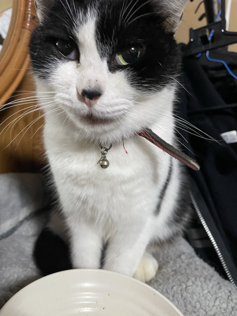enema02rk's tweet photo. ３日前くらいのお嬢。
#馬骨猫部 https://t.co/rRJXE7XNrf