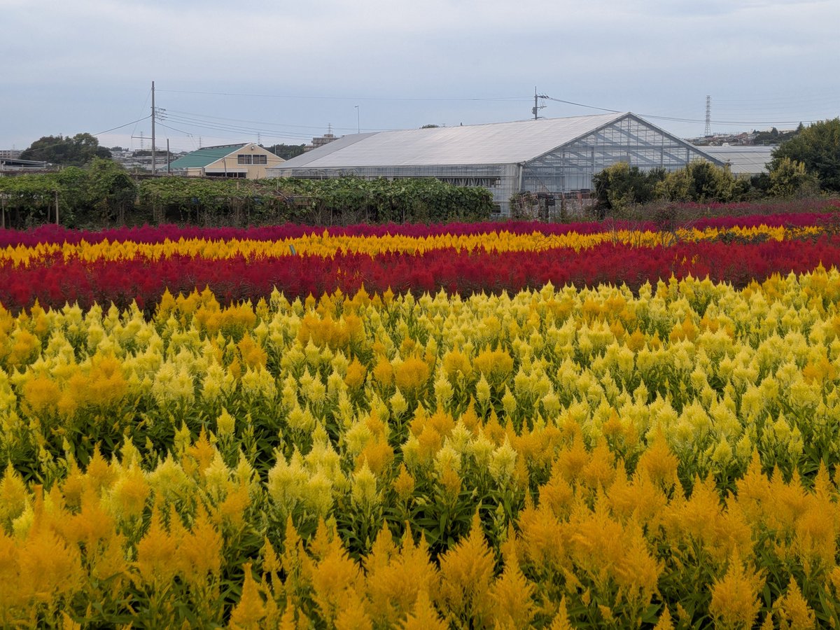 tasogaredensya's tweet photo. 見事なケイトウ畑を眺めて、緑区遺産を登坂しますた
#carryme #pixel10a https://t.co/nYFoIH80nz