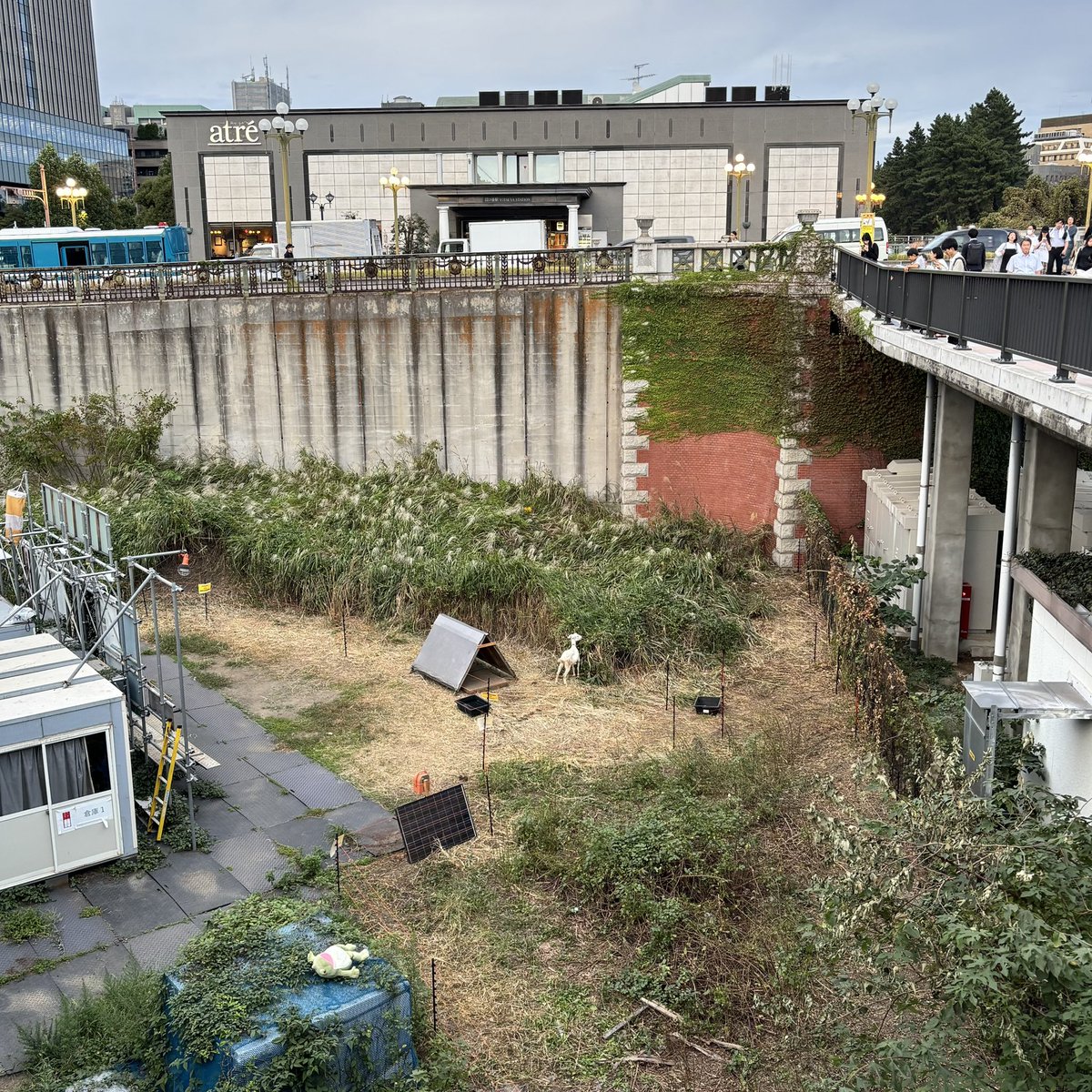 shinjifukuhara's tweet photo. 四谷駅前にヤギがいる。
たぶん草刈りの役割だと思うけど、眺める人みんなを笑顔にしてくれてる。 https://t.co/t6nhGFpKIQ