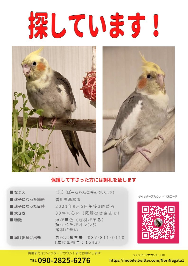 animal_Love05's tweet photo. #高松 #香川 #迷子鳥 #オカメインコ #JapanLostPets
2021年9月5日に香川県高松市で迷子になったオカメインコのポポちゃん。 
家族がずっと待ちわびている大切な子、2026年10月も捜索中！情報が急募です！

見かけたら@NoriNagata1に写真と場所をDMで！#LostBird https://t.co/sDjepThjXd