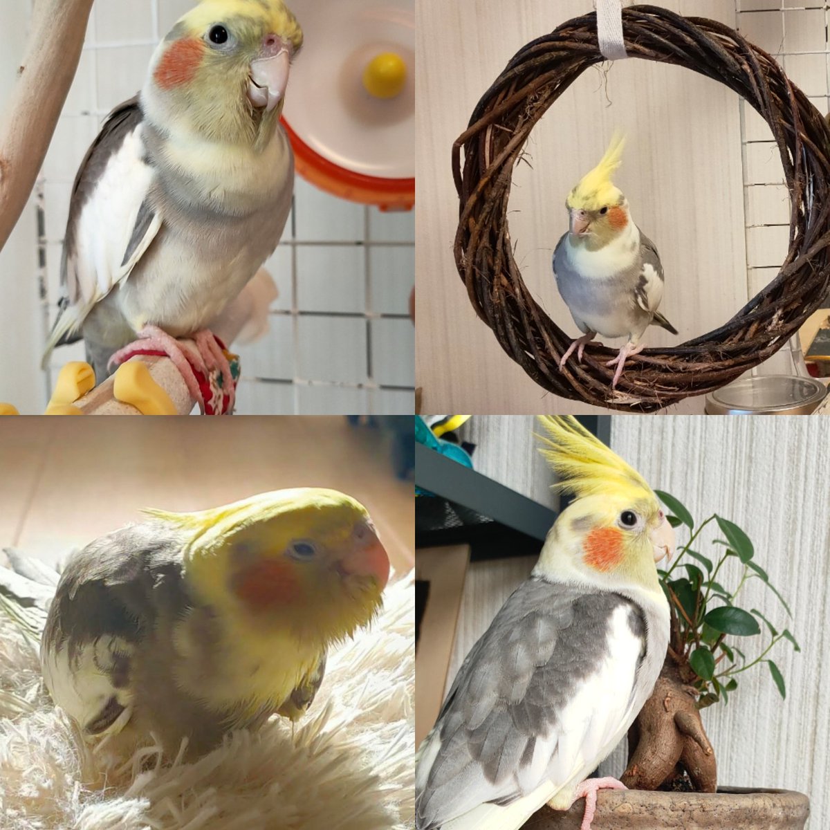 animal_Love05's tweet photo. #高松 #香川 #迷子鳥 #オカメインコ #JapanLostPets
2021年9月5日に香川県高松市で迷子になったオカメインコのポポちゃん。 
家族がずっと待ちわびている大切な子、2026年10月も捜索中！情報が急募です！

見かけたら@NoriNagata1に写真と場所をDMで！#LostBird https://t.co/sDjepThjXd