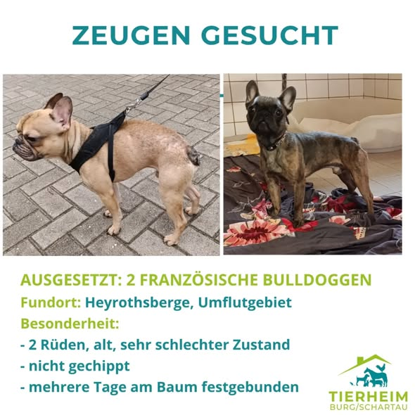yolandaschultes's tweet photo. 39288 Burg (bei Magdeburg)
Kopie Tierheim Burg/Schartau
ZEUGEN GESUCHT!!!
Diese 2 französischen Bulldoggen wurden uns heute aus Heyrothsberge gebracht. Dort waren sie im Umflutgebiet im hohen Gras versteckt an einem Baum angebunden. Wir gehen davon aus, dass sie dort schon 2-3 Tage angebunden waren.
Die 2 Rüden sind schon älter und in sehr schlechtem Zustand. Einer der beiden hat einen riesigen Tumor am Ohr.
Wir sind auf eure Hilfe angewiesen! Wer kennt die Hunde oder hat etwas gesehen? Bitte teilt den Beitrag weitläufig auch außerhalb unseres Gebiets. Hinweise behandeln wir gern vertraulich.
+49 3921 985032
info@tierheim-burg.de