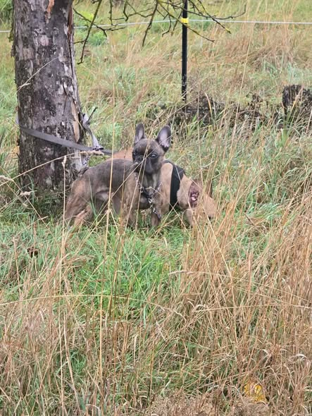 yolandaschultes's tweet photo. 39288 Burg (bei Magdeburg)
Kopie Tierheim Burg/Schartau
ZEUGEN GESUCHT!!!
Diese 2 französischen Bulldoggen wurden uns heute aus Heyrothsberge gebracht. Dort waren sie im Umflutgebiet im hohen Gras versteckt an einem Baum angebunden. Wir gehen davon aus, dass sie dort schon 2-3 Tage angebunden waren.
Die 2 Rüden sind schon älter und in sehr schlechtem Zustand. Einer der beiden hat einen riesigen Tumor am Ohr.
Wir sind auf eure Hilfe angewiesen! Wer kennt die Hunde oder hat etwas gesehen? Bitte teilt den Beitrag weitläufig auch außerhalb unseres Gebiets. Hinweise behandeln wir gern vertraulich.
+49 3921 985032
info@tierheim-burg.de