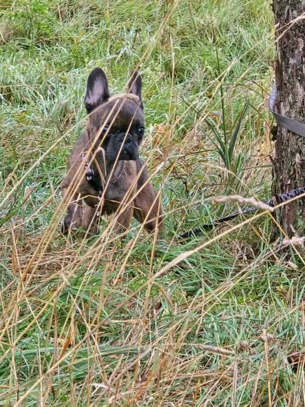 yolandaschultes's tweet photo. 39288 Burg (bei Magdeburg)
Kopie Tierheim Burg/Schartau
ZEUGEN GESUCHT!!!
Diese 2 französischen Bulldoggen wurden uns heute aus Heyrothsberge gebracht. Dort waren sie im Umflutgebiet im hohen Gras versteckt an einem Baum angebunden. Wir gehen davon aus, dass sie dort schon 2-3 Tage angebunden waren.
Die 2 Rüden sind schon älter und in sehr schlechtem Zustand. Einer der beiden hat einen riesigen Tumor am Ohr.
Wir sind auf eure Hilfe angewiesen! Wer kennt die Hunde oder hat etwas gesehen? Bitte teilt den Beitrag weitläufig auch außerhalb unseres Gebiets. Hinweise behandeln wir gern vertraulich.
+49 3921 985032
info@tierheim-burg.de