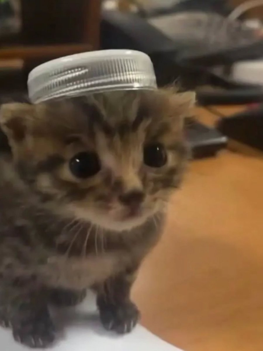 BestOfMeow's tweet photo. https://t.co/7pIYt0gazE