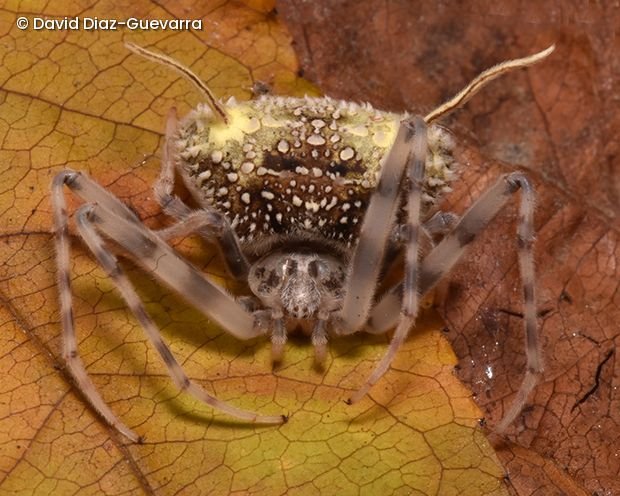 NaturellScience's tweet photo. A spider that looks like a mushroom

Researchers discovered a strange spider in Ecuador's Amazon that resembles a fungus. Its unusual appearance may help it avoid detection, revealing another remarkable example of nature's camouflage. https://t.co/kHbD9rMsdW