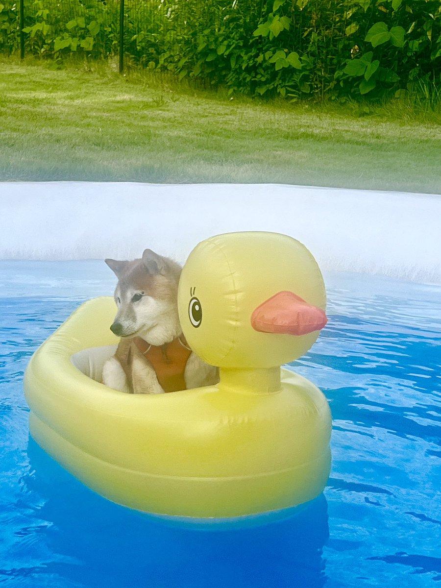 sassy_sarumaru's tweet photo. 確かに、練習はした。
でもさ、そこまで慣れてくれるとは思わないじゃん？
起こせないじゃん？
どーすんのよwwm https://t.co/WNqW8e4Tk8