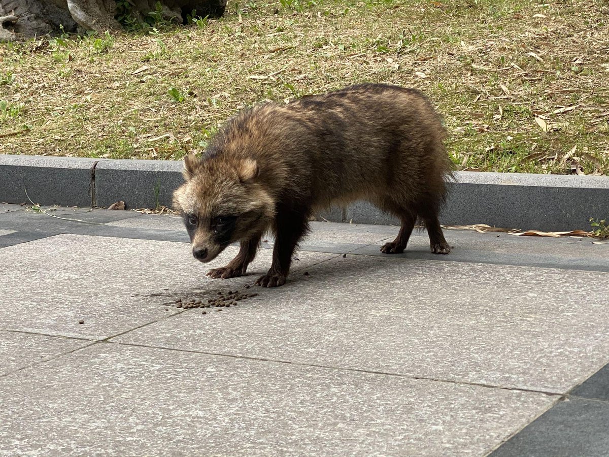 Yojungmo55's tweet photo. 紙簇が森林を侵す郊で、貉が静かに佇んでいる。 https://t.co/46BadwLMK6