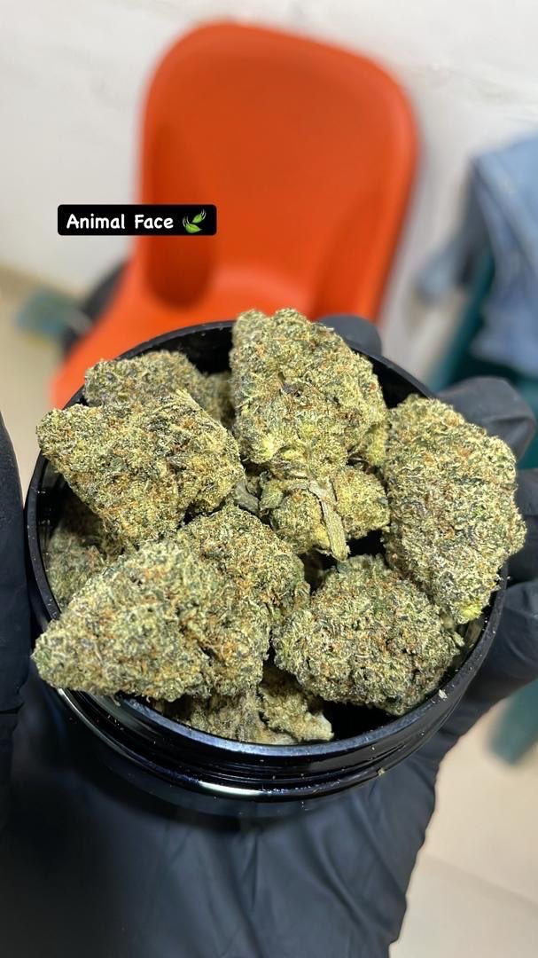 CalikushfarmsK's tweet photo. @caswidyjboi Complete Enjoyment .Many Lifestyles . I Wish Sometimes  @caswidyjboi  Peace of Mind.  Scottish Can be Stronger Sometimes.But Cali Strains With Medical Treatments https://t.co/kKlLwa4wVC