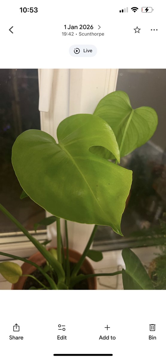 ameswrx's tweet photo. Dead impressed with how far my monstera has come since January this year!! She’s thriving 🤩🪴 https://t.co/ghmjAlKXav