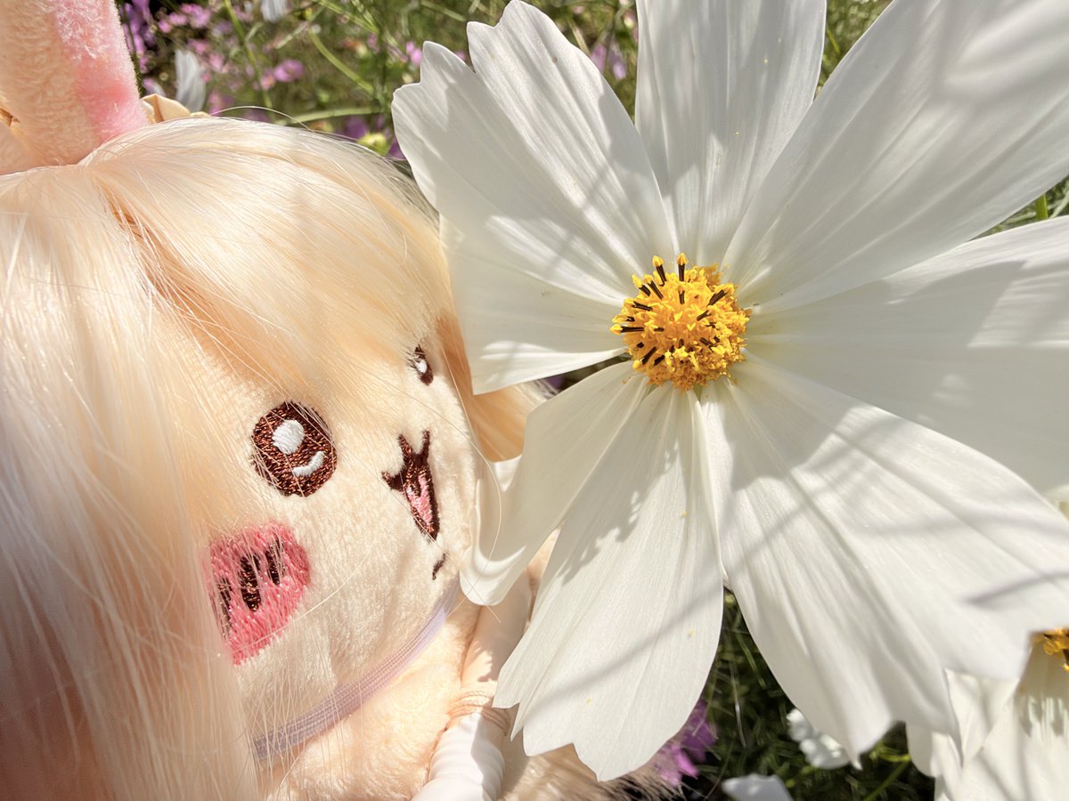 urayaha01's tweet photo. #今日のファサ子 https://t.co/KMPAkGwDVH