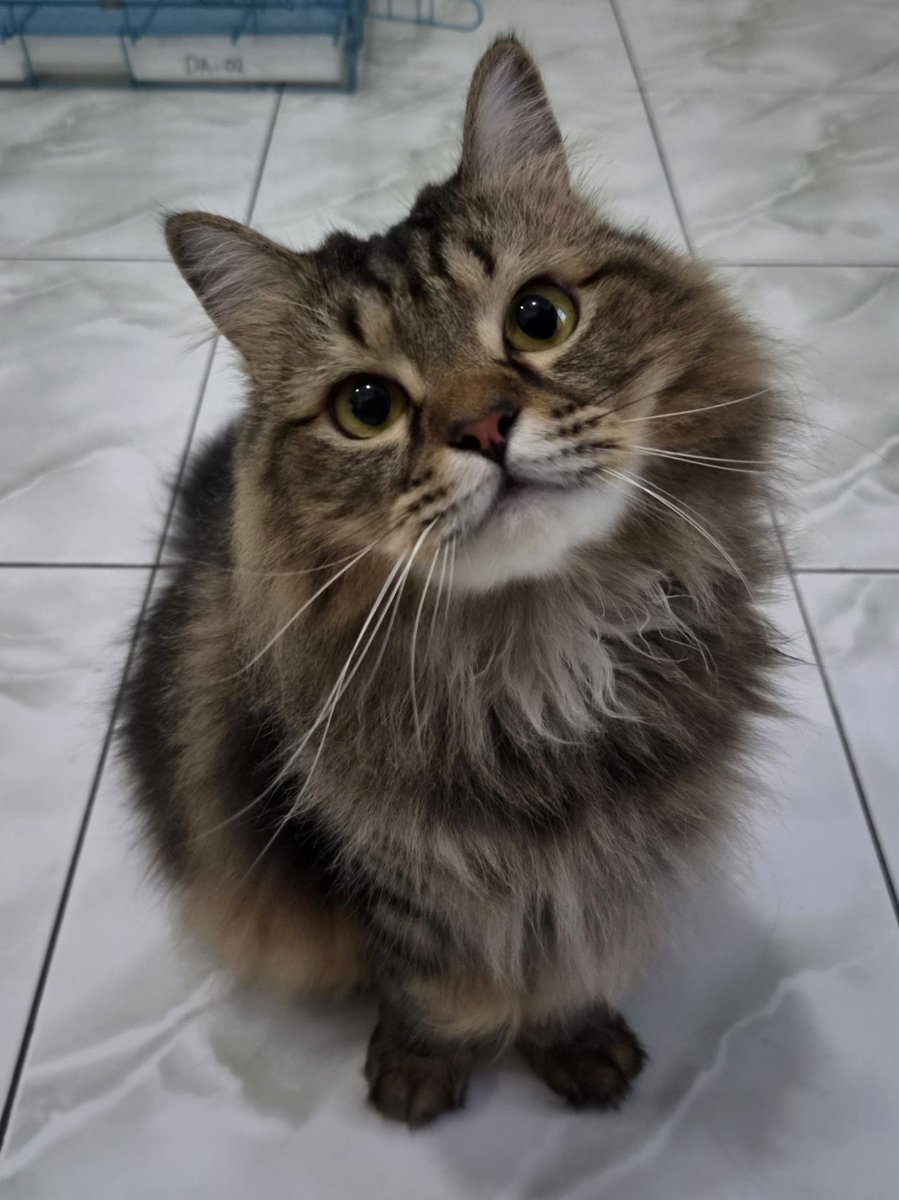 ikikemul's tweet photo. pak minta 5rb buat jajan cilok 🥺 https://t.co/aKarhsSsGT