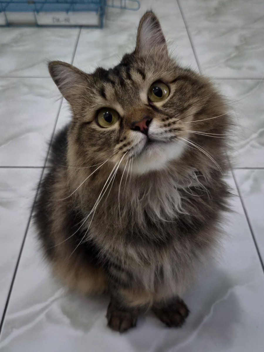 ikikemul's tweet photo. pak minta 5rb buat jajan cilok 🥺 https://t.co/aKarhsSsGT