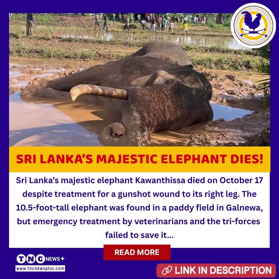 TNCNewsPlus's tweet photo. Sri Lanka’s Majestic Elephant Kawanthissa Dies Today Despite Treatment
Read More: https://t.co/iqm4B4Prx4
#Elephant #Kavanthissa #KavanthissaElephant #KavanthissaElephantDeath #ElephantDeath #SriLanka #SriLankaElephant #SriLankaWildlife #SriLankaNews #LK #LKA #TallestElephant #SriLankaTallestElephant #TNC #TNCNewsPlus #TheNewsCircle
