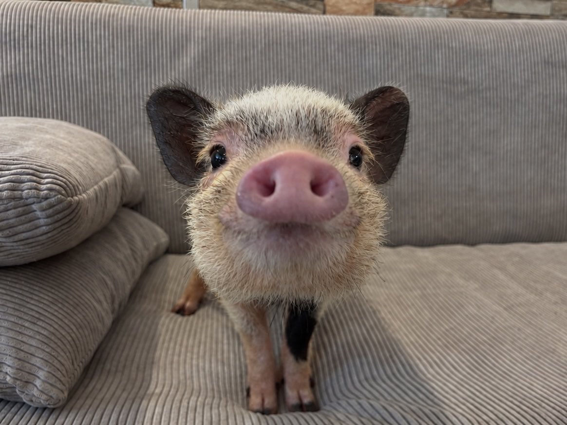 mipigcafe's tweet photo. 🐷「かわいく撮ってねっ✨🤍」

#mipigcafe #cute #animalcafe https://t.co/PLhUjIhJ5Q