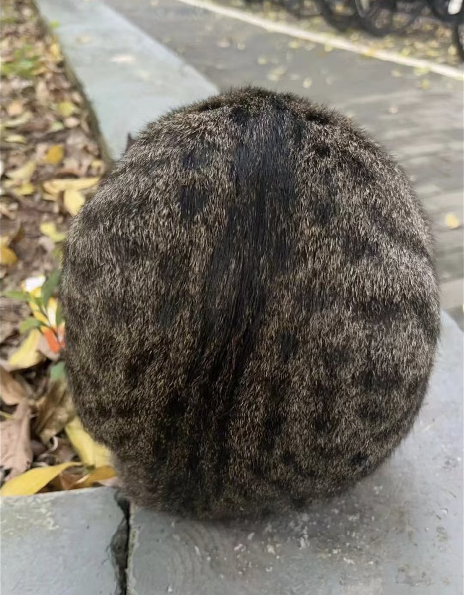 tmszhjh88's tweet photo. Spheroid https://t.co/2UNbpSK4Du