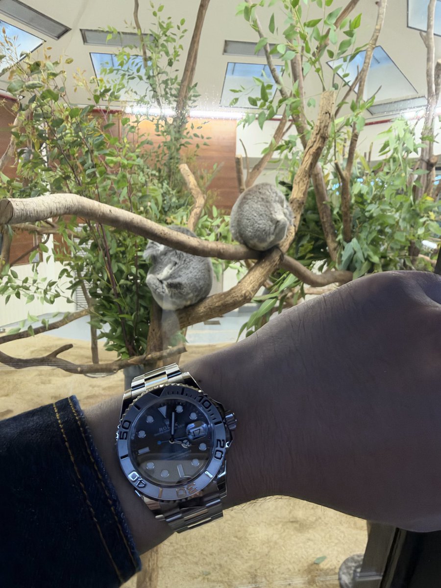 maltachrono's tweet photo. 埼玉県こども動物自然公園にて、ヨットマスターとコアラのショット。コアラは睡眠中💤　#ヨットマスター https://t.co/rBHbqjB8BQ