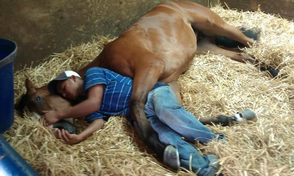 hikaqtt's tweet photo. how i find arthur with his horsey after logging back into the game https://t.co/jZ9ZKlbQWd