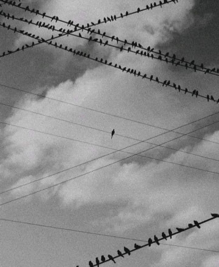 Ralistomm tweet picture