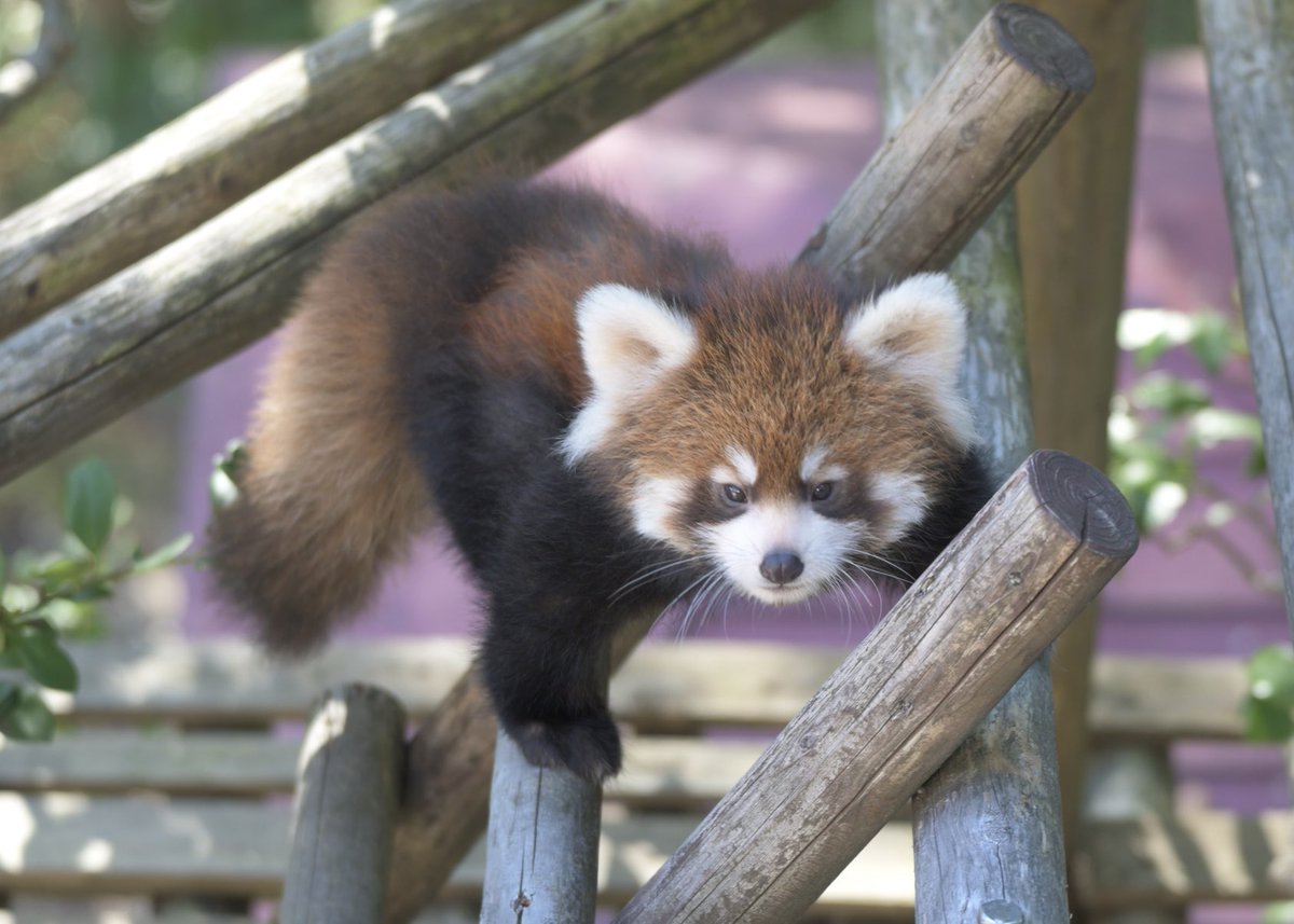 puipui_maa's tweet photo. 目がキリッとしていて可愛い

#鯖江市西山動物園
#レッサーパンダ
#アケビの仔 https://t.co/UfNPUrni3s