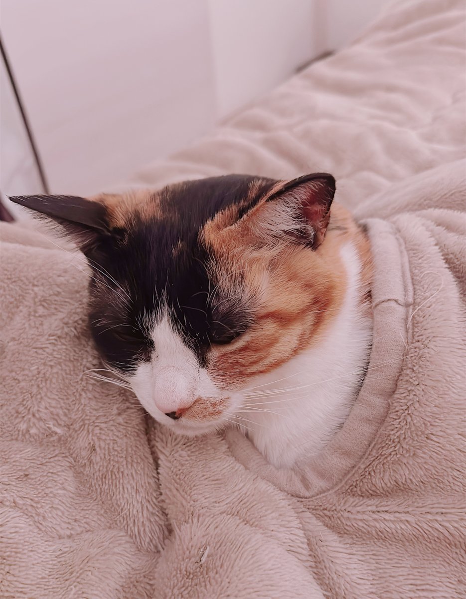 zatta_shimizu's tweet photo. 猫エッセイ⑤
腕が出せる毛布を買った https://t.co/rTDpfR7wlX