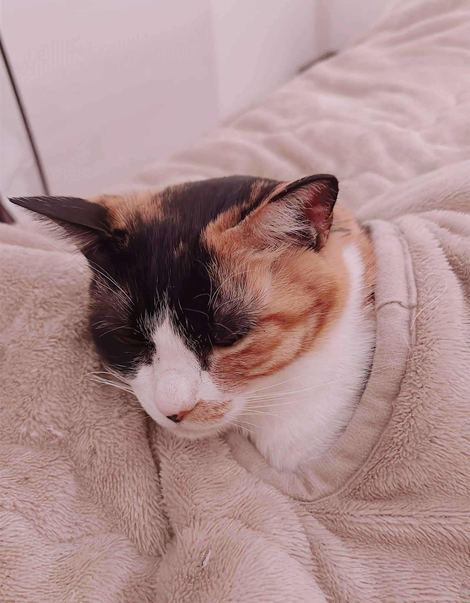 Mサイズ◆高級utatane◆洗える着物◆袷◆隠れ猫ブラウン茶ネコ◆新品未使用 清水めりぃ@ブラ猫①～⑧巻発売中 on X: 