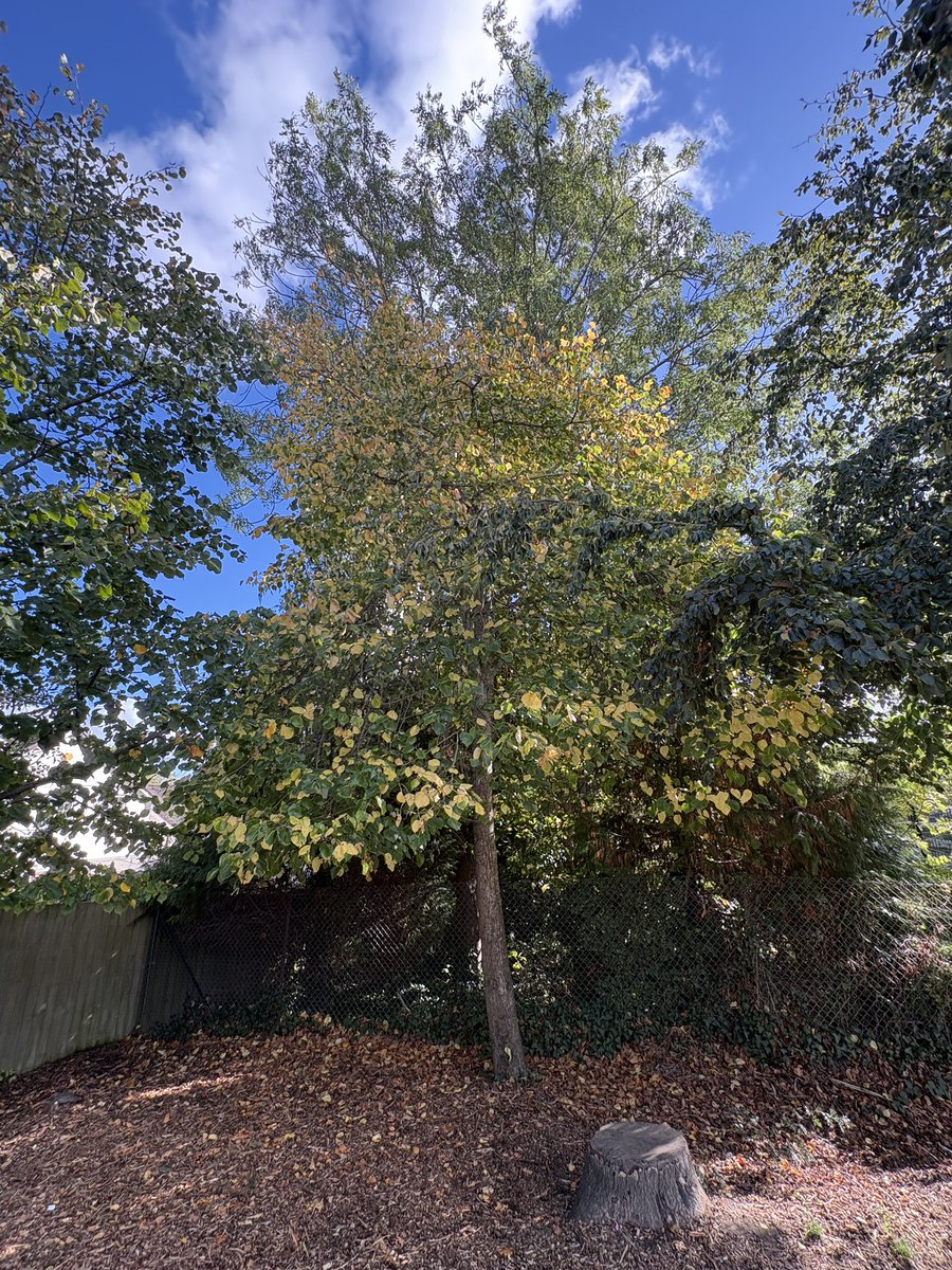 ExeterTrees's tweet photo. Common lime https://t.co/pJRWKO88xz