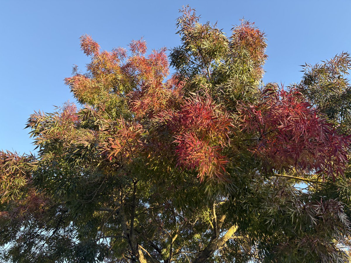 ExeterTrees's tweet photo. Narrow leaved ash https://t.co/ZzUEFRCS6R