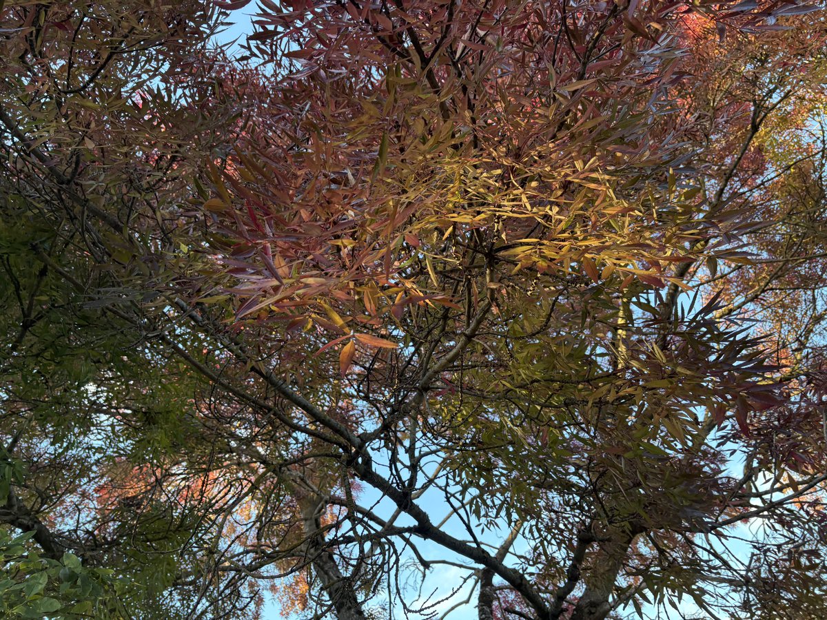 ExeterTrees's tweet photo. Narrow leaved ash https://t.co/ZzUEFRCS6R