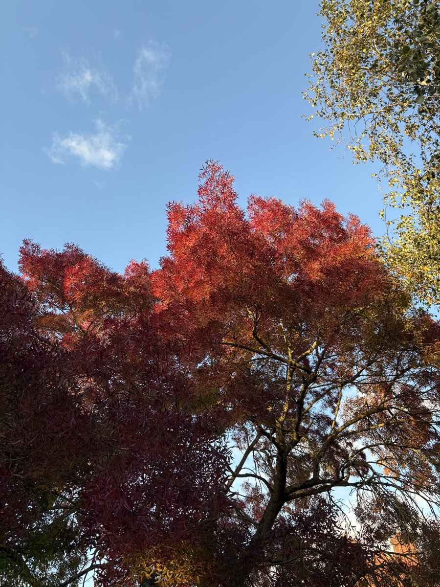ExeterTrees's tweet photo. Narrow leaved ash https://t.co/ZzUEFRCS6R