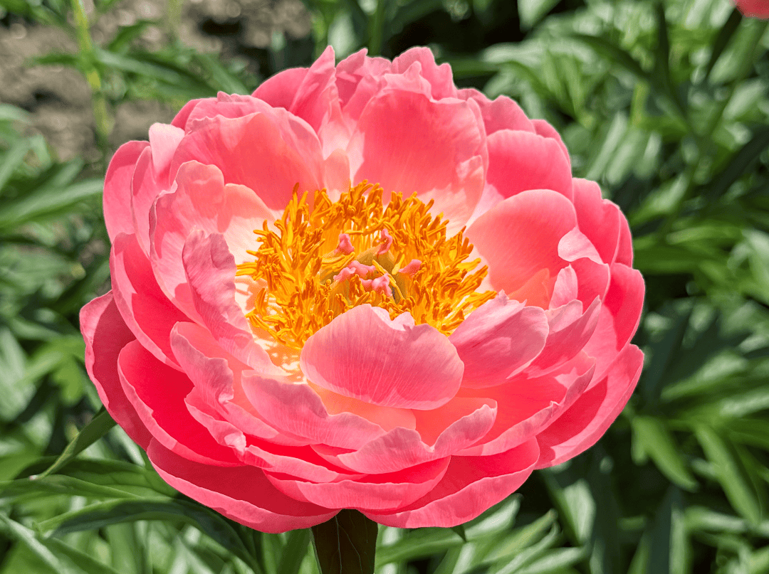 _adam_006's tweet photo. Beneath a peony curtain, a warm spring breeze brings auspicious vibes, making this scene all I want to cherish right now. https://t.co/lSzFnahdQg