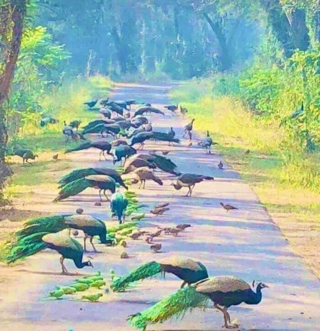 BasharatAliPPP's tweet photo. تھر کی ریت، اسلام آباد کی سڑک اور پریس کانفرنس کا ہسٹیریا!

سنا ہے اسلام آباد کے پاک-چین فرینڈشپ سینٹر میں کچھ بچوں نے گستاخی کر دی ہے۔ گستاخی بھی ایسی کہ ملک بھر کے مہنگے ترین، برانڈڈ اور ائیر کنڈیشنڈ اسکولوں کے ٹائی پوش مائی ڈیئر بچوں کو لائن میں کھڑا کر کے پیچھے چھوڑ دیا ہے۔

اسلام آباد سائنس فیسٹیول 2026 کے نتائج آئے تو معلوم ہوا کہ سندھ کے چار میں سے تین سرکاری اسکولوں نے پہلی تین پوزیشنز پر قبضہ جما لیا ہے۔

 پوزیشنیں لینے والوں کے پتے پڑھیے: تھرپارکر کا گورنمنٹ بوائز ہائی اسکول ملنہور وینا، حیدرآباد کا گورنمنٹ گرلز ہائی اسکول ٹنڈو میر غلام حسین، اور عمرکوٹ کے قصبے کنری کا گورنمنٹ بوائز ہائی اسکول طالب المولیٰ۔

یعنی جہاں پینے کا صاف پانی عیاشی سمجھا جائے، وہاں کے ٹاٹ اسکولوں کے بچے وفاق کے دل میں جا کر سائنس کا لوہا منوا آئے؟ 
یہ تو سیدھا سیدھا امنِ عامہ کا مسئلہ ہے۔

اب ذرا ان پریس کانفرنسوں کو یاد کیجیے جو چند روز پہلے تک کراچی کی سڑکوں پر سجائی جا رہی تھیں۔ ایم کیو ایم اور جماعت اسلامی کے بقراط پریس کلبوں میں سینہ کوبی کر رہے تھے کہ سندھ کے اندرونی اضلاع اور سرکاری اسکولوں کے بچے ایم ڈی کیٹ (MDCAT) کے امتحان میں اتنے زیادہ نمبر کیسے لے گئے؟ 
یہ تو دھاندلی ہے، یہ تو پرچہ آؤٹ ہوا ہے، میرٹ کا قتل ہو گیا ہے! ان کے نزدیک میرٹ کا مطلب شاید صرف کراچی کی مخصوص شاہراہوں پر واقع نجی تعلیمی اداروں کی فیس بک پوسٹس تک محدود تھا۔ ان کا اصرار تھا کہ جو بچہ تھر کی دھوپ میں کالا ہوا ہو، وہ ڈاکٹر بننے کا خواب کیسے دیکھ سکتا ہے؟

سندھ کے اس STREAM ایجوکیشن ماڈل نے ان سیاسی بقراطوں کے پاس باولا ہونے کا جواز ہی نہیں چھوڑا۔ اب کیا فرمائیے گا؟
 اسلام آباد میں تو کوئی پرچہ آؤٹ نہیں ہوا تھا، وہاں تو سندھ کا "کوٹہ سسٹم" بھی لاگو نہیں تھا، اور نہ ہی وہاں ججز سندھ حکومت کے کارندے تھے۔ وہاں تو خالص سائنسی مقابلہ تھا اور سامنے پورے پاکستان کا اشرافیہ کھڑا تھا۔
تعصب کا چشمہ بہت دبیز ہوتا ہے، یہ حقیقت کو دیکھنے نہیں دیتا۔ لیکن تھر اور عمرکوٹ کی مٹی سے اٹھنے والے ان بچوں نے ثابت کر دیا ہے کہ قابلیت کسی خاص لسانی یا جغرافیائی طبقے کی باندی نہیں ہوتی۔

کراچی کے پریس کلبوں میں رونے دھونے والے ان سیانوں کو اب اسلام آباد کے ججز کے خلاف بھی ایک ہنگامی پریس کانفرنس کرنی چاہیے، یا پھر خاموشی سے جا کر اپنا علاج کروانا چاہیے کیونکہ ان بچوں نے ان کی سیاست کا بھورتا بنا دیا ہے۔
محنت کی جیت مبارک ہو، اور تعصب کی ہار پر تعزیت!
#IslamabadScienceFestival #SindhEducation #MDCAT #Tharparkar #MeritWins #SocialJustice
#VoiceOfIndus

Khalid Pervez
@BBhuttoZardari 
@AseefaBZ 
@sardarshah1