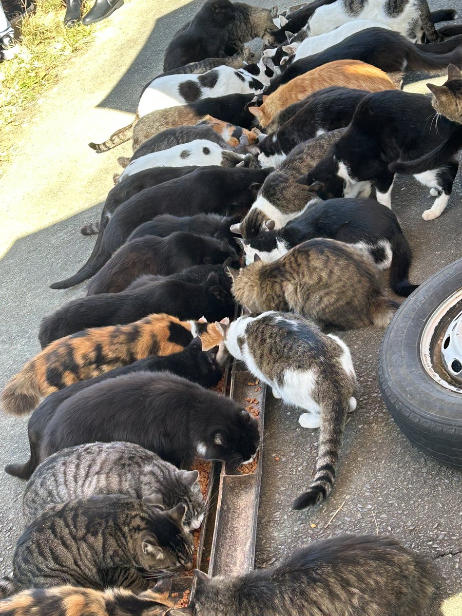 rmr69kit39's tweet photo. 近づいても触っても逃げないしなんならもっと触れよと寄ってくるのもいるしネコ好きにはたまらん島。これからまたフェリーに乗って違う島に行って泊まるんだけどそこにもにゃんこ来るっていうから楽しみすぎる https://t.co/HdSYjRhhwW