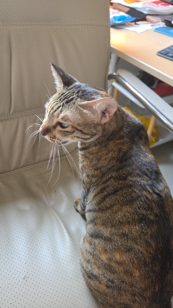 Pyrotechnix4's tweet photo. TERNYATA MUMUN MASIH HIDUPP GAEESS!!! Jadi kucing yg mirip banget Mumun yg ketabrak kmrn siapaaa??? 😭😭😭 https://t.co/biZpbUXCrA