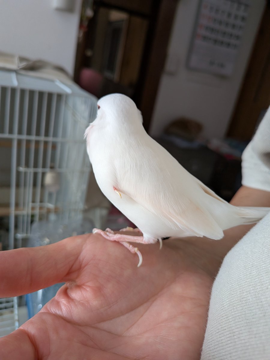 hoichoccho's tweet photo. ご無沙汰しております😊
ただいま８才のチヨちゃんですが、左の翼からカギ爪が生えてきました。
こんなに小さくて可愛い文鳥さんも、しっかり恐竜の子孫なんですね🐦️ https://t.co/kvZfHMCd0Q