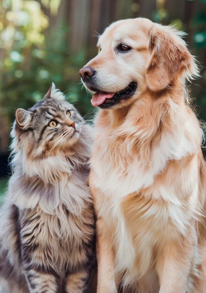 InternetH0F's tweet photo. New York City Mayor Zohran Mamdani has announced the NYC will provide free pet food at 22 city food pantries starting October 19

"No New Yorker should have to choose between feeding themselves and feeding their pets. Keeping families together means keeping pets at home, too." https://t.co/M2xKaNJeIi