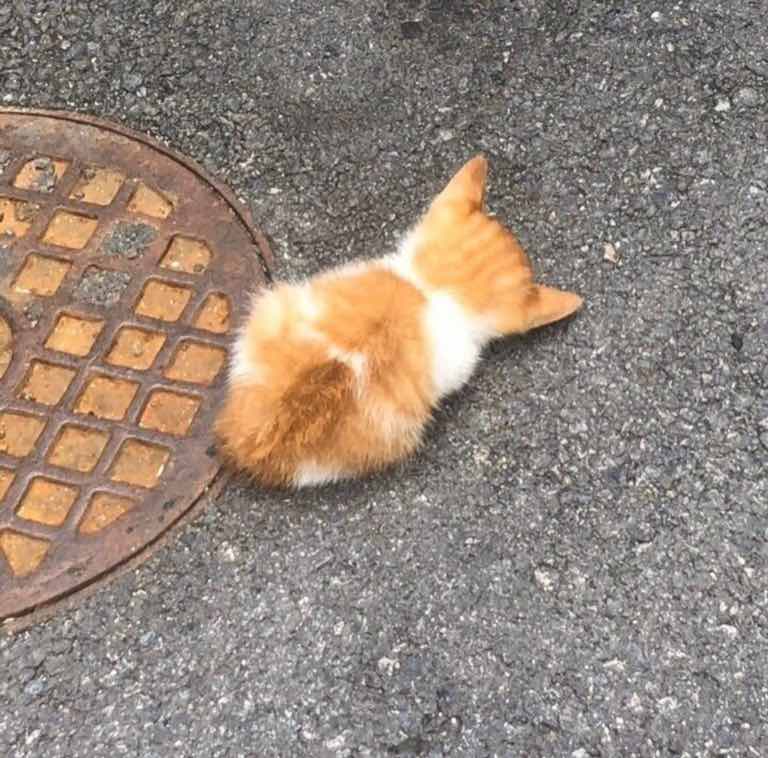 xiaixhcewxjnu's tweet photo. This little orange kitten chose the coziest spot — right beside the manhole cover, soaking up the sun ☀️ https://t.co/jxk9N54wkv