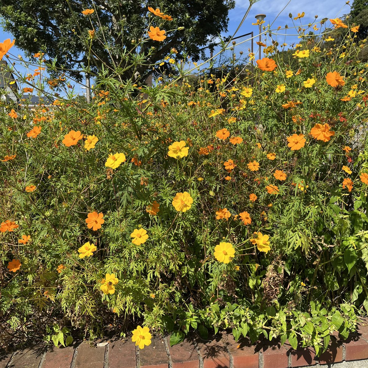 TcMMT_209208E's tweet photo. 近所に咲いている綺麗なキバナコスモスの花。Pretty yellow cosmos flowers (Cosmos sulphureus) are blooming in my neighborhood. #花 #キバナコスモス #秋の花 #秋 #10月 #花が好き #flower #Blume #fleur #flore #October #fall #autumn #Herbst #flowerlover #AutumnVibes #autumncolors https://t.co/OzsfoUeXPV