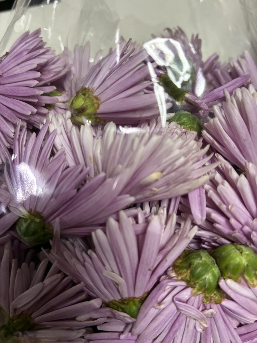 39LILAC tweet picture