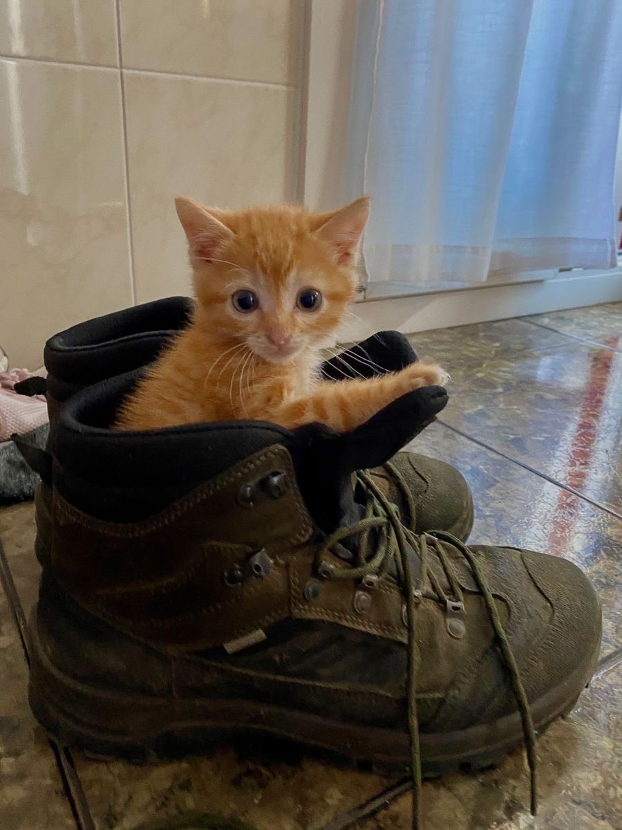 catsforlesbians's tweet photo. lesbians that have a large shoe collection https://t.co/E9qJMdciTs