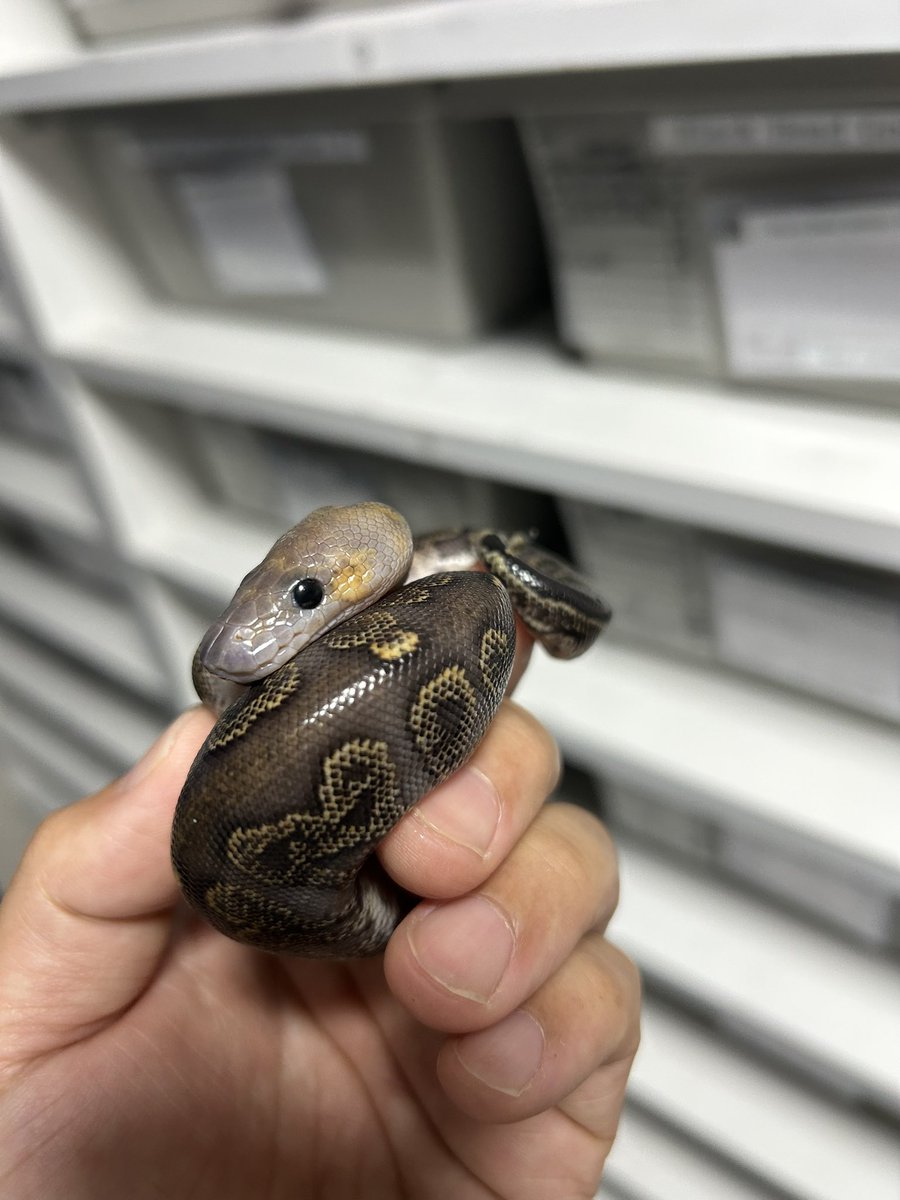 geeksballpython's tweet photo. ❤︎ﾊｯﾁｱｳﾄ❤︎
0.2 Super GHI Hypo Clown
今年も2匹出ました❤️‍🔥
１匹はピカチュウ⚡️🥰

#2026ﾌﾞﾘｰﾄﾞ
#ｷﾞｰｸｽCB https://t.co/qXyBdTIRvO