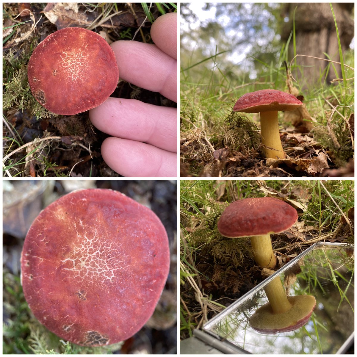 StevePa46290725's tweet photo. What an incredibly beautiful Bolete found in a very wet part of the New Forest, this week. It could be the relatively uncommon Xerocomellus ripariellus (or perhaps X. cisalpinus). May get a more definitive ID next week. Whatever it is, it’s very lovely. #fungi #NewForest https://t.co/2dZZrPvxLX