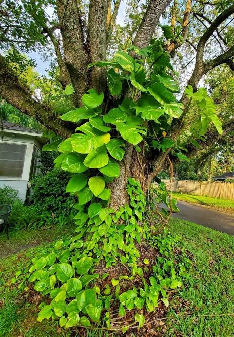 thinking_sid's tweet photo. If you’ve ever grown a pothos/money plant (Epipremnum aureum), indoors, you may notice something odd.

Indoors, it grows small leaves and thin stems. Give it soil, space, and something to climb, and it can suddenly grow enormous leaves and much thicker stems.

Nothing about its DNA changed. The environment changed which genes were being expressed. This is called epigenetics. 

This happens all the time in plants and insects, and probably more than we realize in humans too.

Take money. Someone who no longer has to worry about money can become a different person. It actually changes you biologically from the inside.

Not just psychologically. Literally.