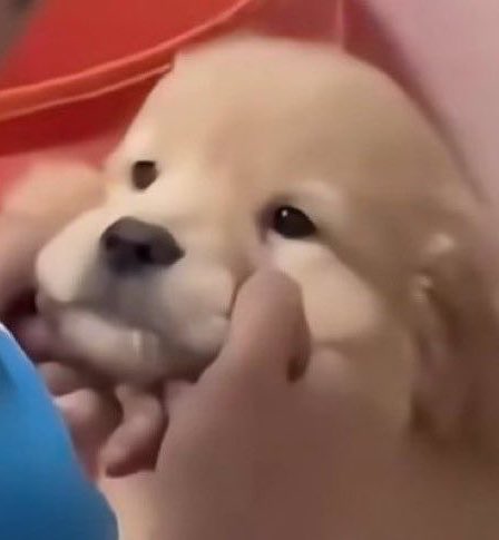 hellobublee's tweet photo. # Saveแจ้มคอปเต้อ! พี่แบ้งปิ๊บเบา ๆ น้าา~🐶🥺 https://t.co/xdEsbpTKJQ